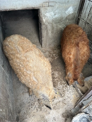 Vand porci de mangalita!