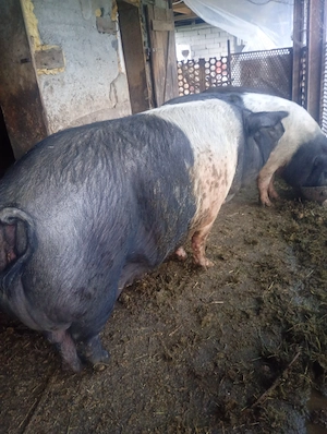 Vând  scroafă Bazna la a doua fătare 1, 5 ani