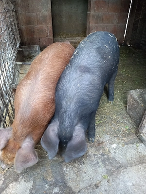 vînd grasunași 35-40Kg - imagine 3