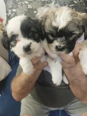Puiuți de ShihTzu deosebiți și jucăuși,își caută părinți iubitori!!