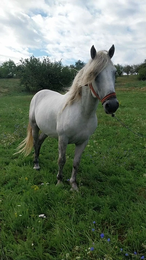 Armăsar 5 ani