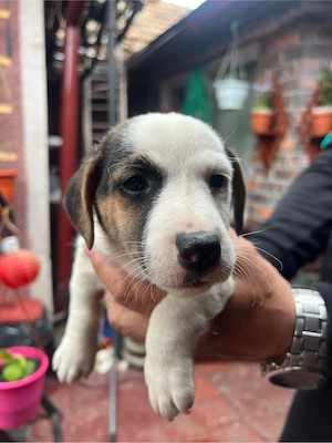 Jack Russell Terrier