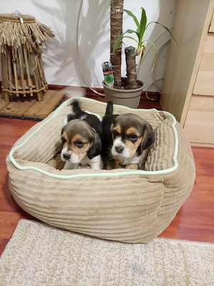 beagle pui adorabili