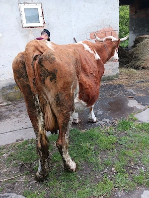 vnd vaca cu lapte  - imagine 2
