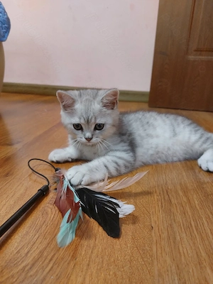 Pisoi British Tabby