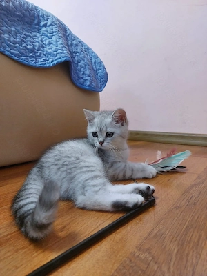 Pisoi British Silver Tabby - imagine 3
