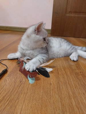 Pisoi British Silver Tabby - imagine 2