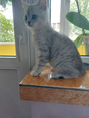 Pisoi British Silver Tabby - imagine 4
