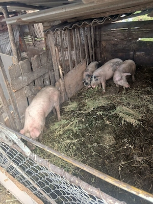 de vânzare 4 soldani 40 până la 60 kg aproximativ 