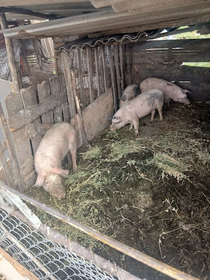 de vânzare 4 soldani 40 până la 60 kg aproximativ  - imagine 5