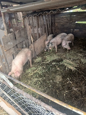 de vânzare 4 soldani 40 până la 60 kg aproximativ  - imagine 4