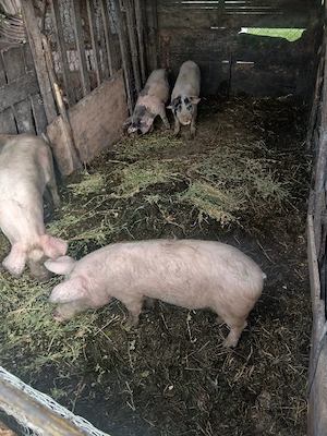 de vânzare 4 soldani 40 până la 60 kg aproximativ  - imagine 2