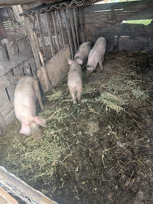 de vânzare 4 soldani 40 până la 60 kg aproximativ  - imagine 3