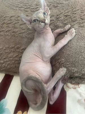 Baietel Sphinx Elf cuminte face la litiera mananca bobite premium varsta 4 luni. - imagine 4