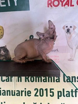 Baietel Sphinx Elf cuminte face la litiera mananca bobite premium varsta 4 luni. - imagine 2