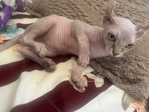 Baietel Sphinx Elf cuminte face la litiera mananca bobite premium varsta 4 luni.