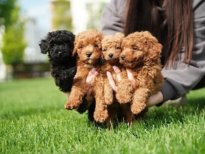 Pui (Caniche) Pudel Teddy Bear Red Apricot   Super Mic si Foarte Rar