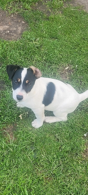 Jack russell terier 
