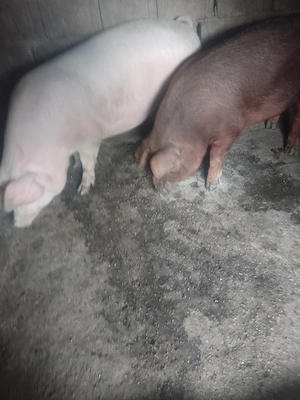 vând scrofițe duroc si duroc danez 100kg