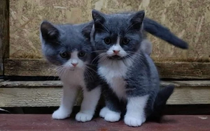 British shorthair color point