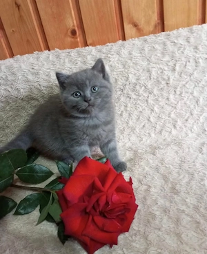 British blue puiuti - imagine 3