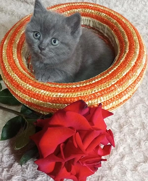 British blue puiuti - imagine 2