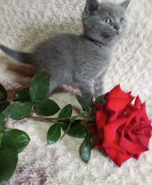 British blue puiuti