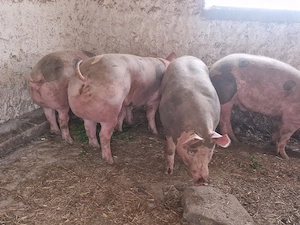 vand 4 porci rasa de calitate petran belgian 130-140-150-160 kg  - imagine 4