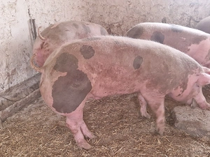 vand 4 porci rasa de calitate petran belgian 130-140-150-160 kg  - imagine 3