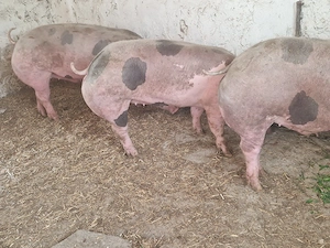 vand 4 porci rasa de calitate petran belgian 130-140-150-160 kg 