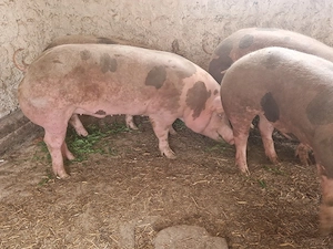 vand 4 porci rasa de calitate petran belgian 130-140-150-160 kg  - imagine 5