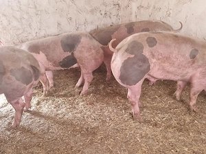 vand 4 porci rasa de calitate petran belgian 130-140-150-160 kg  - imagine 2