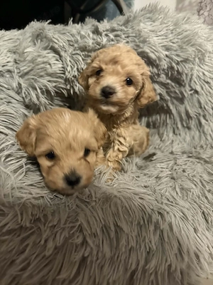 Fetita maltipoo mini