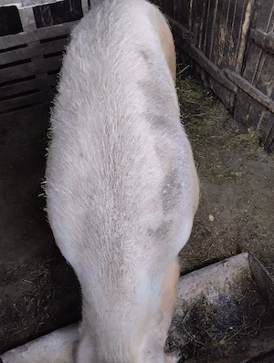 Scroafă pentru taiere! Sat Rași.250 kg - imagine 3