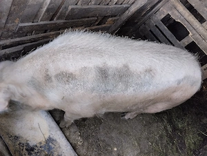 Scroafă pentru taiere! Sat Rași.250 kg - imagine 2