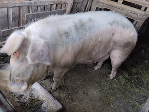 Scroafă pentru taiere! Sat Rași.250 kg - imagine 4
