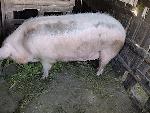 Scroafă pentru taiere! Sat Rași.250 kg