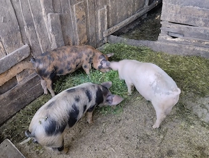 Ultimi 3 rămăși sat Rași!