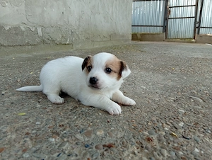 Cățeluși Bichon maltez+Frise  - imagine 3