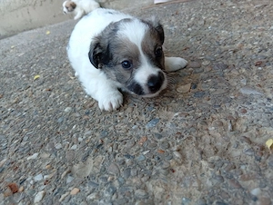 Cățeluși Bichon maltez+Frise  - imagine 2