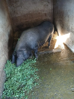 Vand porc gras