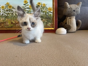 Pisici rasa Munchkin cu picioare scurte  - imagine 5