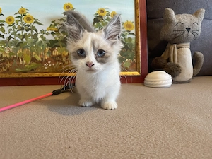 Pisici rasa Munchkin cu picioare scurte  - imagine 3