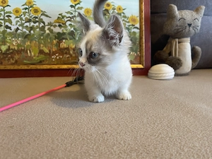 Pisici rasa Munchkin cu picioare scurte  - imagine 4