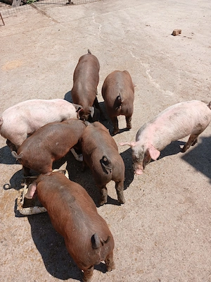 Purcei rasă Duroc 7 săptămâni 