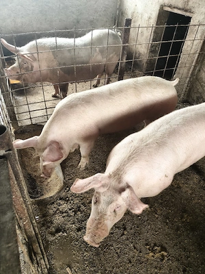 porci mici si mari!