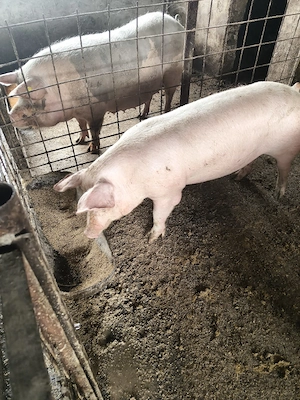 porci mici si mari! - imagine 3