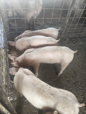 porci mici si mari! - imagine 2