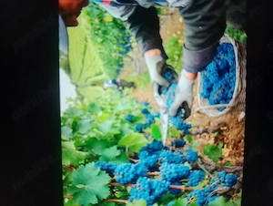 Angajam in agricultura Austria 