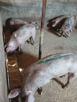 Vand porci rasă marele alb - imagine 2